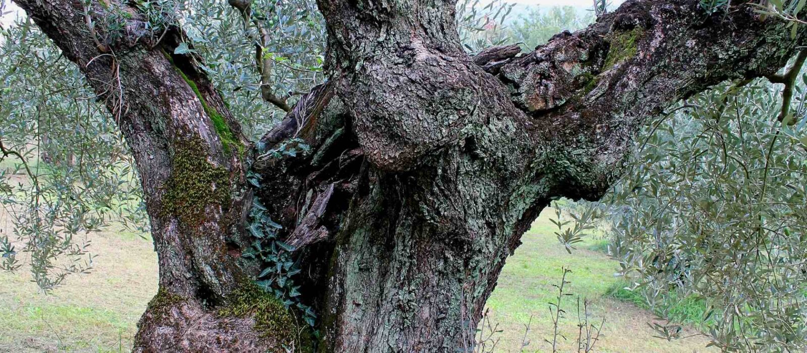albero-ulivo-rajo